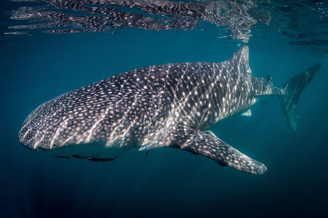 Intimate Eco-Friendly Whale Shark Encounter - Premium Service - Why the small boat matters in La Paz