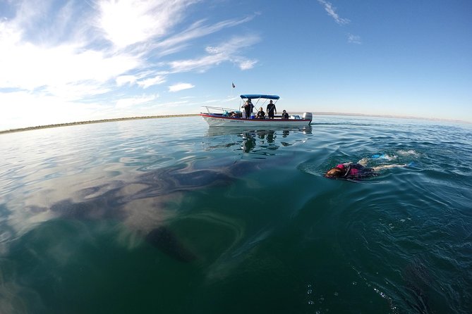 Intimate Eco-Friendly Whale Shark Encounter - Premium Service - What the first swim feels like