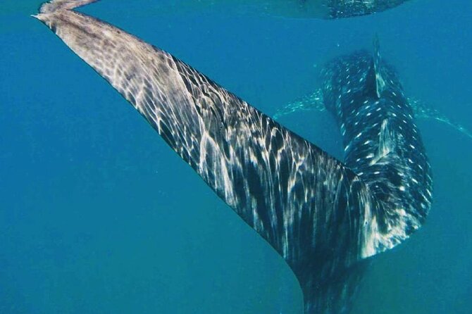 Intimate Eco-Friendly Whale Shark Encounter - Premium Service - Two or three entries when conditions allow