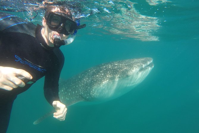 Intimate Eco-Friendly Whale Shark Encounter - Premium Service - Photos, video, snacks, and the eco choices