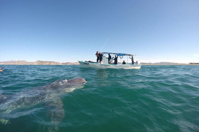 Intimate Eco-Friendly Whale Shark Encounter - Premium Service - Guides who shape the day
