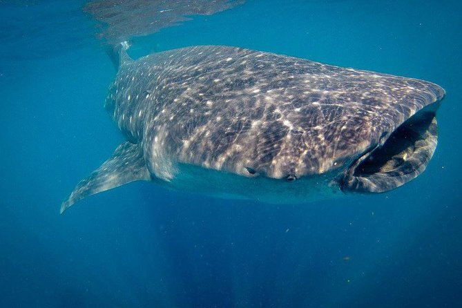 Intimate Eco-Friendly Whale Shark Encounter - Premium Service - Is $268.24 a fair price?