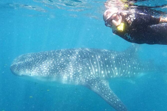 Intimate Eco-Friendly Whale Shark Encounter - Premium Service - The short ride to the whale shark zone