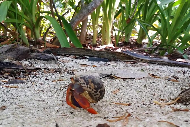 Isla Contoy and Isla Mujeres Tour with Snorkeling from Cancun - Contoy combines wildlife, trails, and a simple beach
