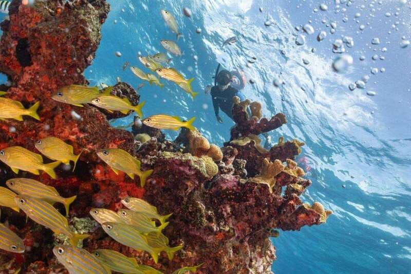 Isla Mujeres: Snorkel Tour at Musa and Manchones Reef - Key points to know before you book