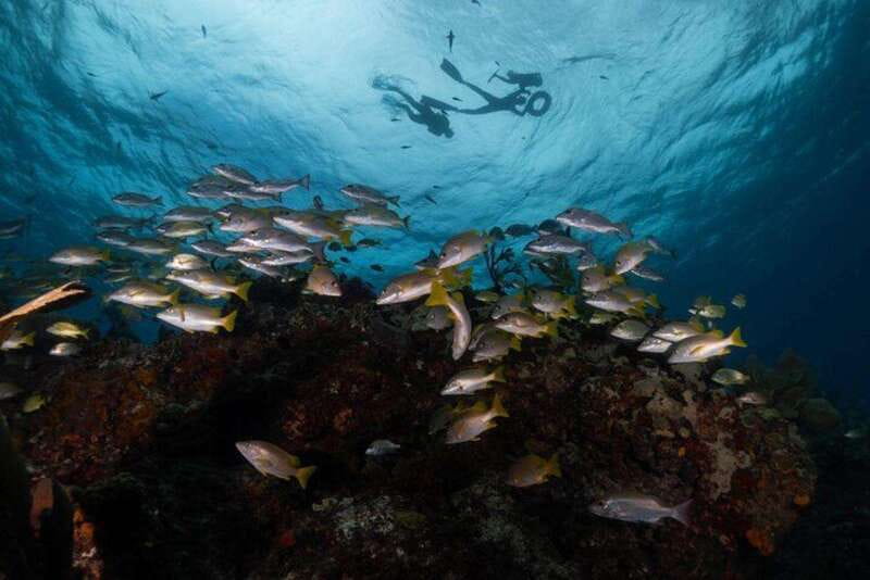 Isla Mujeres: Snorkel Tour at Musa and Manchones Reef - What the $50 Isla Mujeres snorkel tour includes