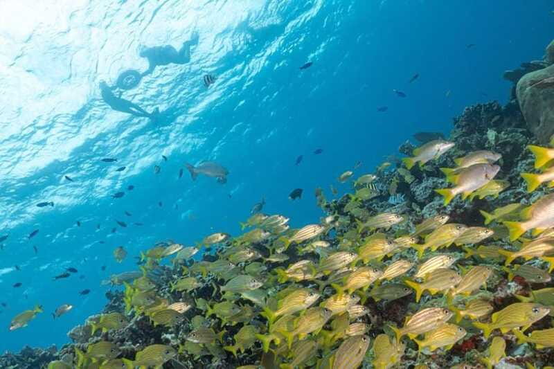 Isla Mujeres: Snorkel Tour at Musa and Manchones Reef - Water conditions, life vests, and what you can see