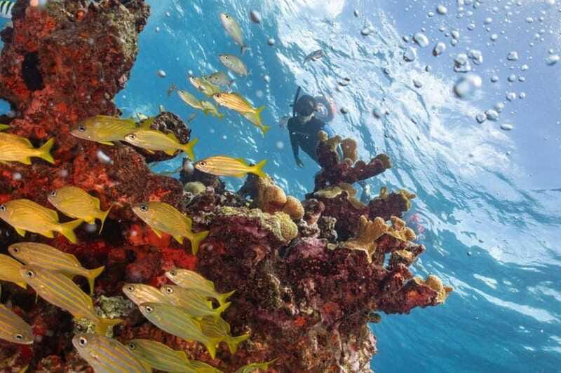 Isla Mujeres: Snorkel Tour at Musa and Manchones Reef - How the wildlife and conservation angle fits