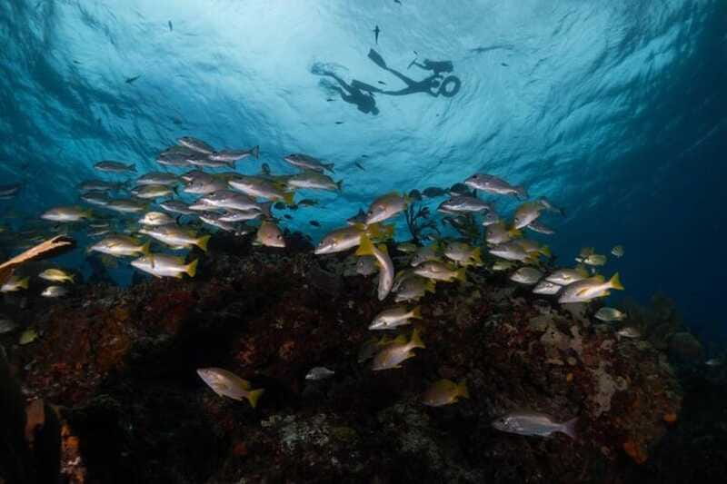 Isla Mujeres: Snorkel Tour at Musa and Manchones Reef - Who should book this outing