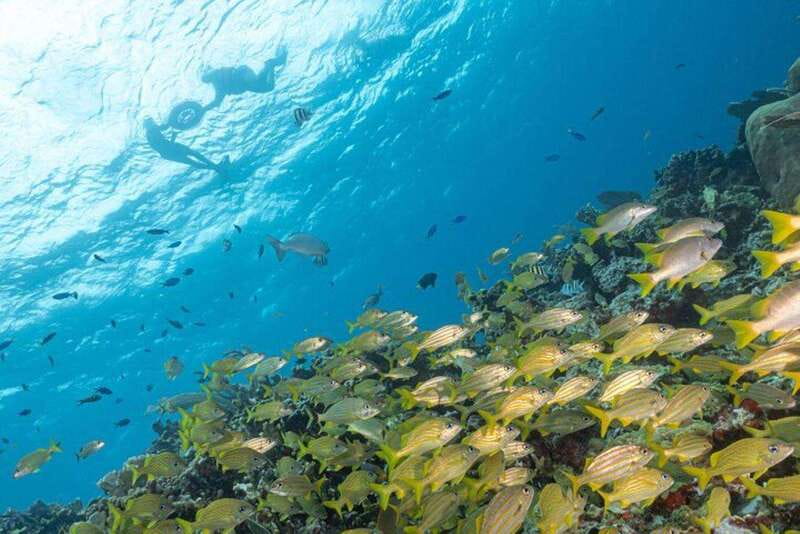Isla Mujeres: Snorkel Tour at Musa and Manchones Reef - Starting with MUSA’s underwater sculpture gallery