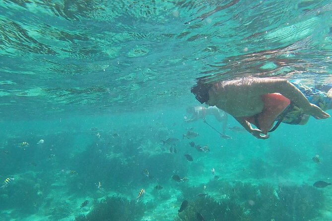 Isla Mujeres: Snorkeling Adventure at the Underwater Museum - El Farito Reef: your first look below the surface