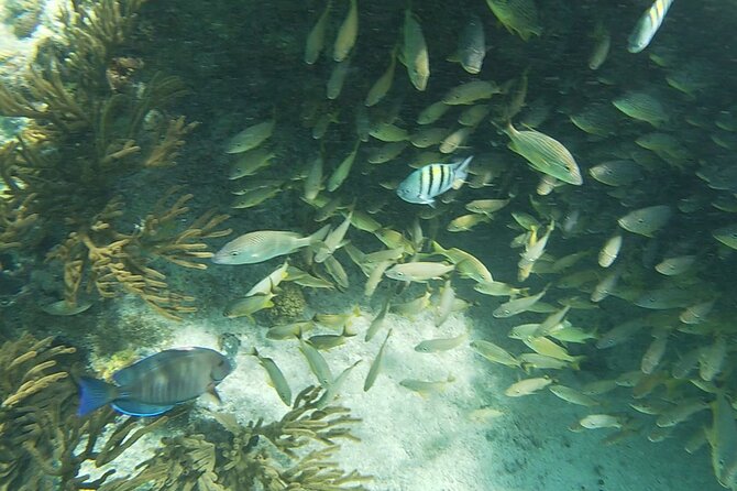 Isla Mujeres: Snorkeling Adventure at the Underwater Museum - Sac Bajo Reef and the hunt for turtles