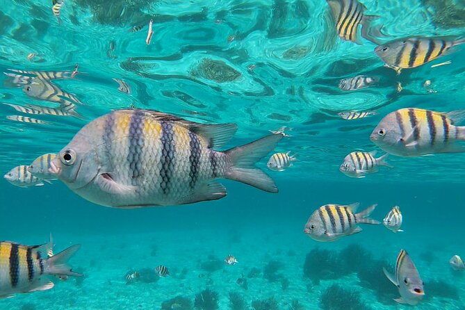 Isla Mujeres: Snorkeling Adventure at the Underwater Museum - Meeting the boat at Señor Frog’s