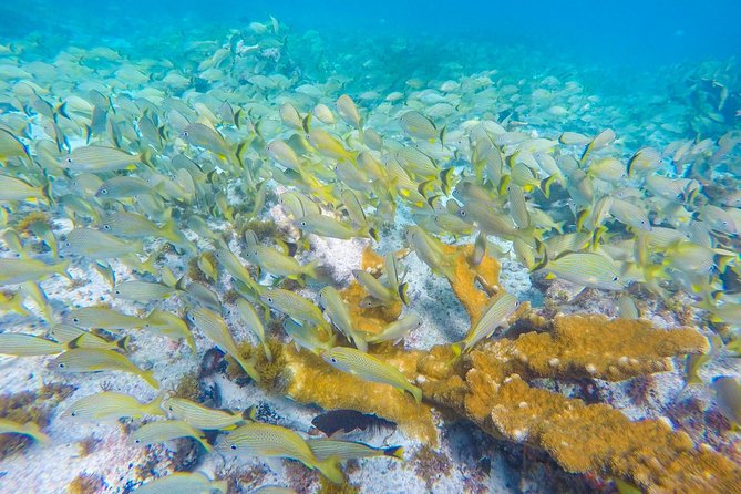 Isla Mujeres Snorkeling Tour Adventure - Friendly guides can change the whole outing