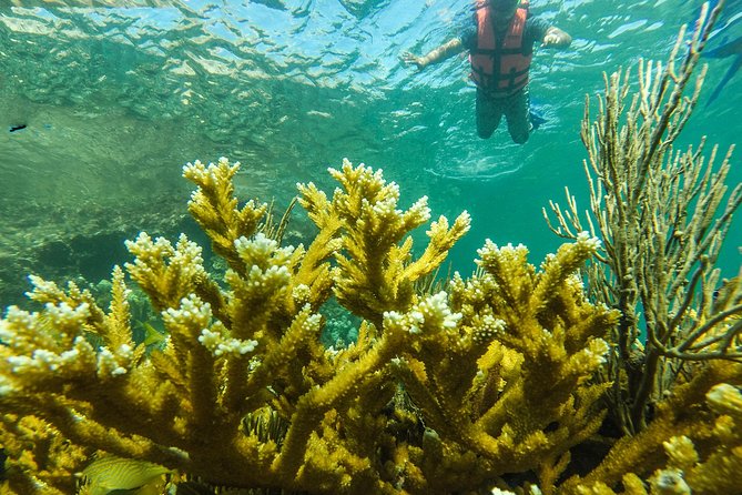 Isla Mujeres Snorkeling Tour Adventure - What is included, and what is really served