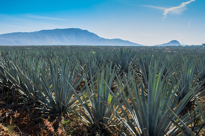 José Cuervo Tequila Day Experience from Guadalajara - Time to explore Tequila town