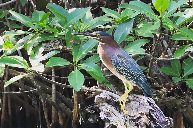 Kayak adventure through Laguna Nichupté in Cancun - The bird tree and the best time for wildlife