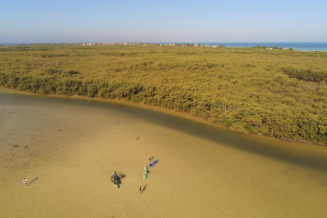 Kayak Experience in the Mangroves of Holbox Island - Wildlife you might see along the route