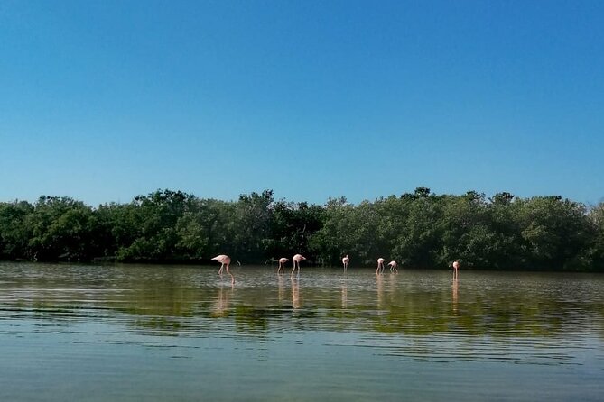 Kayak Experience in the Mangroves of Holbox Island - The physical effort is real