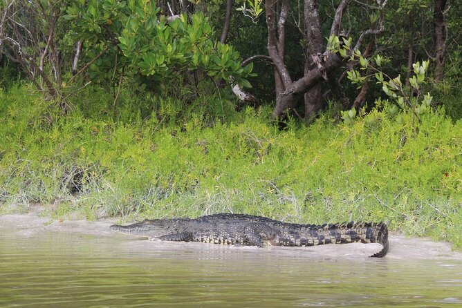 Kayak Experience in the Mangroves of Holbox Island - Is the $56.75 price good value?