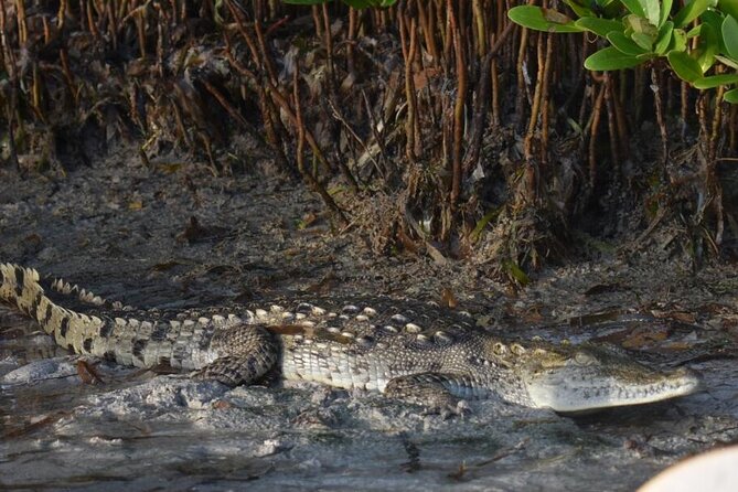 Kayak Experience in the Mangroves of Holbox Island - Who will enjoy this Holbox kayak trip