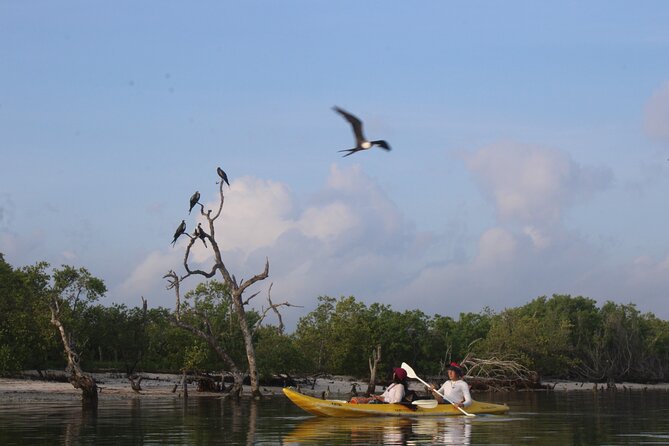 Kayak Mangroves Sunrise Experience - What the three-hour pace feels like