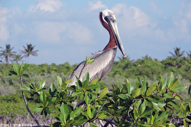 Kayak Sian Ka’an Biosphere Reserve Sunset Tour - Is $150 a fair price?