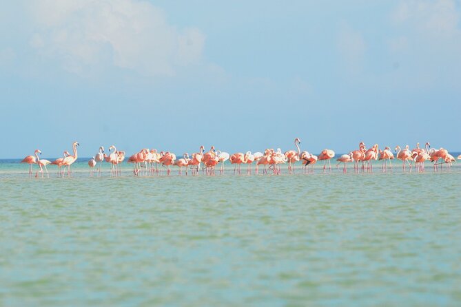 Kayaking Tour Through the Mangroves in Isla Holbox - Why an early start is worth considering