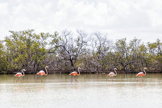 Kayaking Tour Through the Mangroves in Isla Holbox - What the $50.78 price buys you