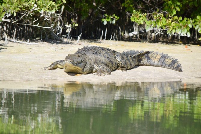 Kayaking Tour Through the Mangroves in Isla Holbox - Who should book this Holbox kayak trip?