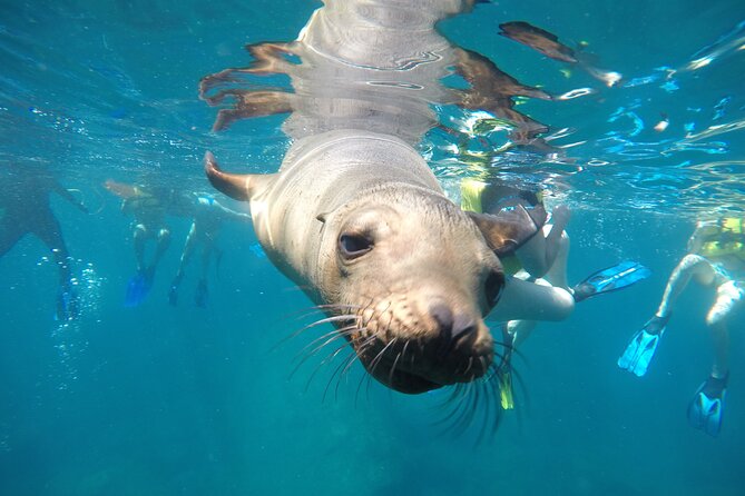 La Paz Whale Shark & Sea Lion Snorkeling + Balandra Tour - Why This La Paz Boat Trip Works So Well