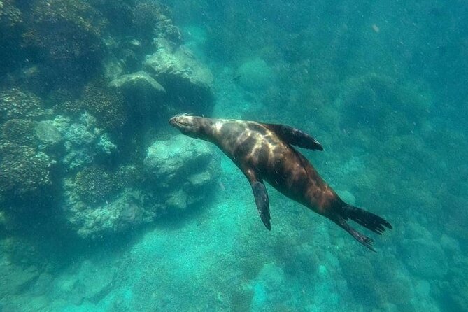 La Paz Whale Shark & Sea Lion Snorkeling + Balandra Tour - Who Should Book This Experience