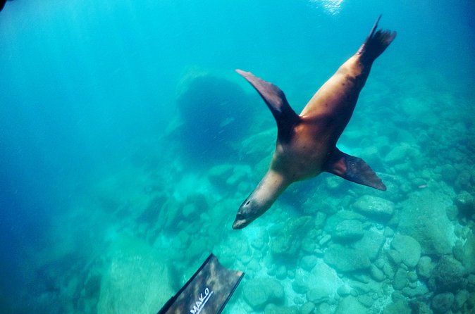 La Paz Whale Shark & Sea Lion Snorkeling + Balandra Tour - Is This La Paz Tour Worth Booking?