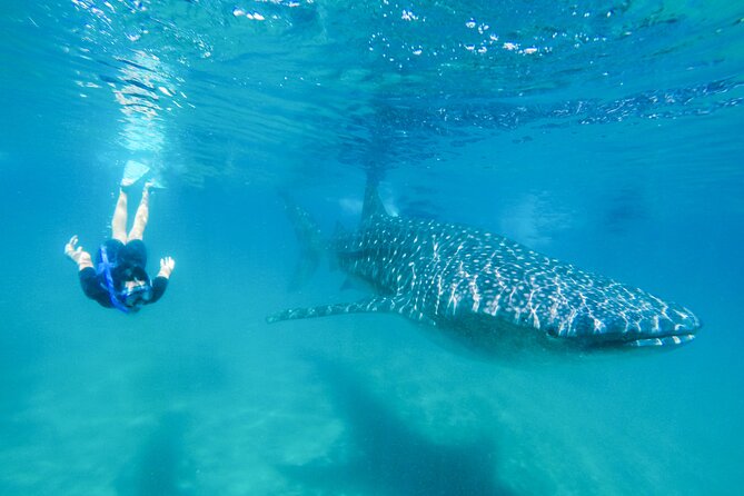 La Paz Whale Shark Snorkeling Tour and Lunch From Los Cabos - Key points to know before booking