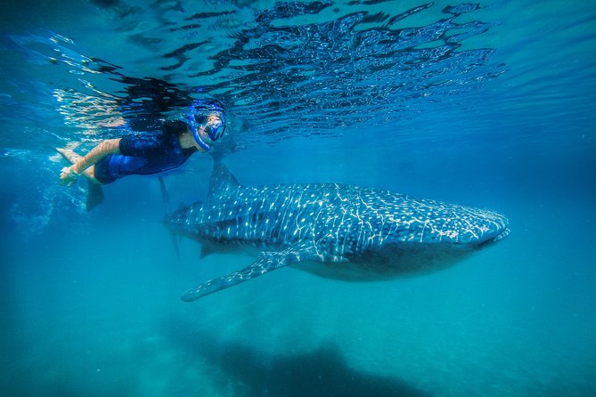 La Paz Whale Shark Snorkeling Tour and Lunch From Los Cabos - The big payoff: swimming beside a whale shark