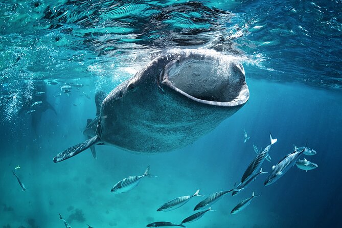 La Paz Whale Shark Snorkeling Tour and Lunch From Los Cabos - What the water time is really like