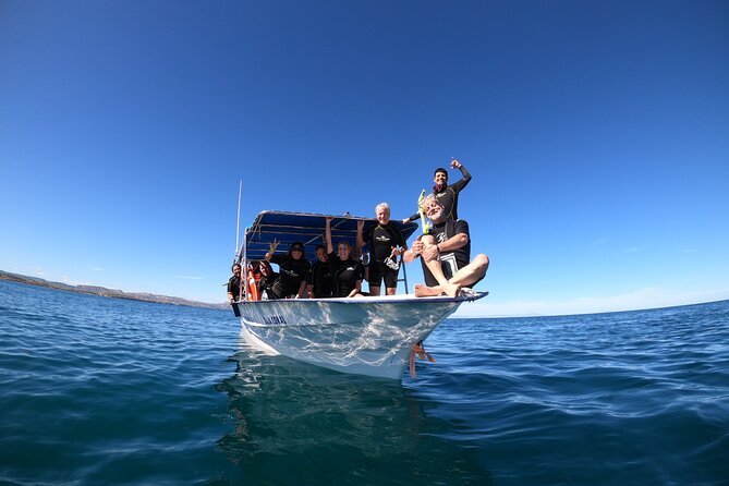 La Paz Whale Shark Snorkeling Tour and Lunch From Los Cabos - Why weather and marine rules matter