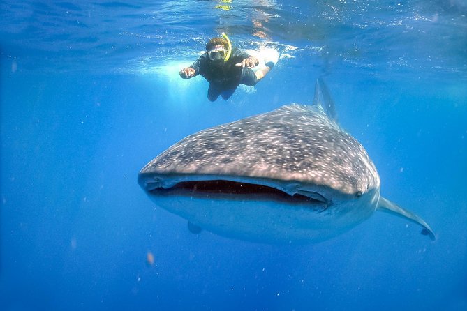 La Paz Whale Shark Snorkeling Tour and Lunch From Los Cabos - The return to Los Cabos