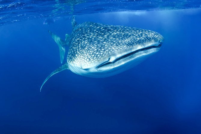 La Paz Whale Shark Snorkeling Tour and Lunch From Los Cabos - Who should book this La Paz whale shark tour?