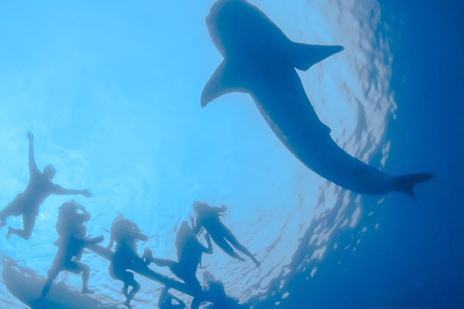 La Paz Whale Shark Snorkeling Tour and Lunch From Los Cabos - La Paz Malecon and the local panga