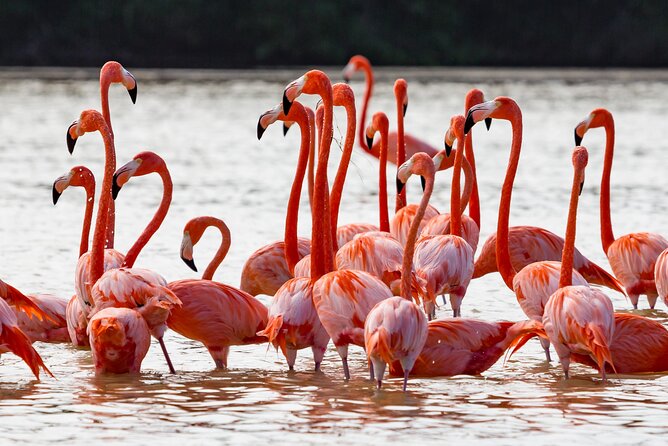 Las Coloradas Pink Lake & Rio Lagartos Guided Tour - The crocodile farm and Itzamkanac visit