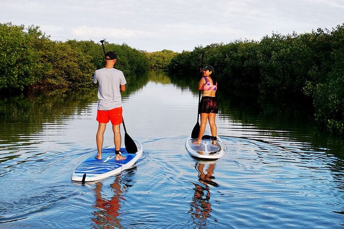 Learn Paddle Board and Explore the Mangroves of Progreso - Key points at a glance