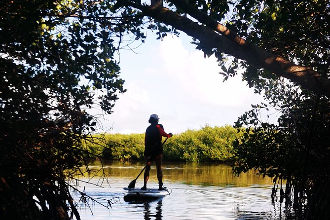 Learn Paddle Board and Explore the Mangroves of Progreso - Meeting Fanny at Marina Laguna Mar