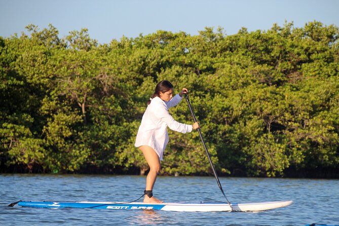 Learn Paddle Board and Explore the Mangroves of Progreso - A two-hour pace that leaves room to learn