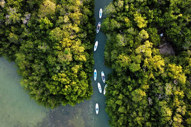 Learn Paddle Board and Explore the Mangroves of Progreso - The first lesson: standing, sitting, and steering