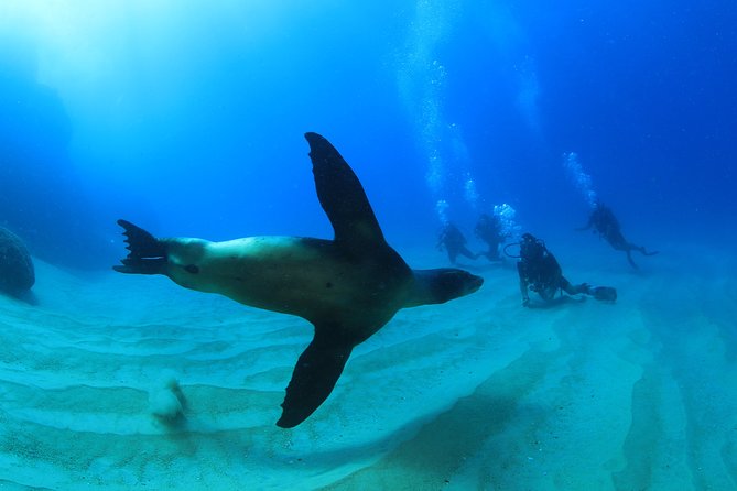Learn to Scuba Dive in Cabo San Lucas with PADI - El Arco and the Cabo boat ride
