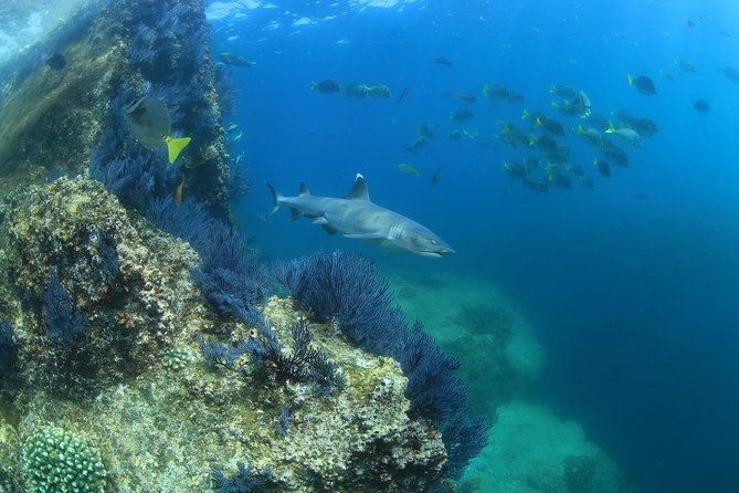 Learn to Scuba Dive in Cabo San Lucas with PADI - Cancellation and small details that matter