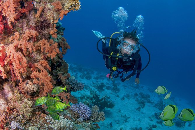 Learn to Scuba Dive in Cabo San Lucas with PADI - Check-in, safety instruction, and pool practice