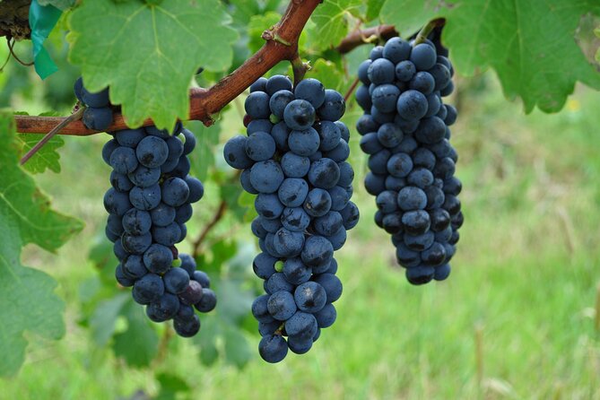 Local Vineyard Tour & Wine Tasting at the Independence Valley - Who will enjoy this outing most
