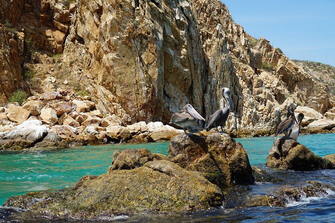 Los Cabos Deluxe City Tour: San Jose, San Lucas and The Arch - The jewelry or pearl stop: useful to know